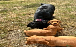 Cocker Spaniel dogs for sale: 1 male cocker spaniel puppy - Image 5