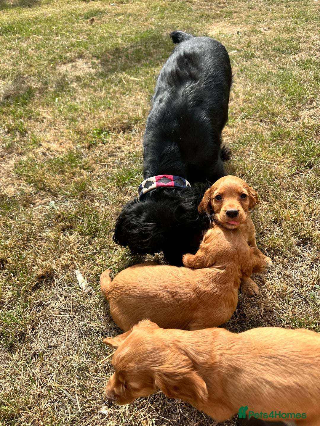 Cocker Spaniel dogs for sale: 1 male cocker spaniel puppy - Image 5