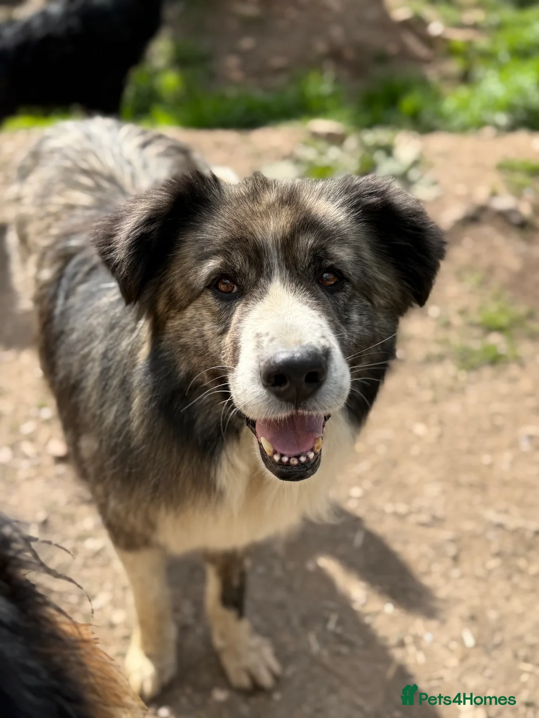 Mixed Breed dogs for adoption: 9 year old Iancu is looking for a home  - Advert 1