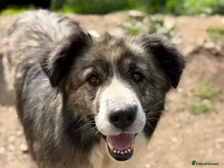 Mixed Breed dogs 9 year old Iancu is looking for a home - Advert 2