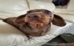 Miniature Dachshund dogs for sale: KC, PRA Clear Miniature Dachshund Puppies - Image 10