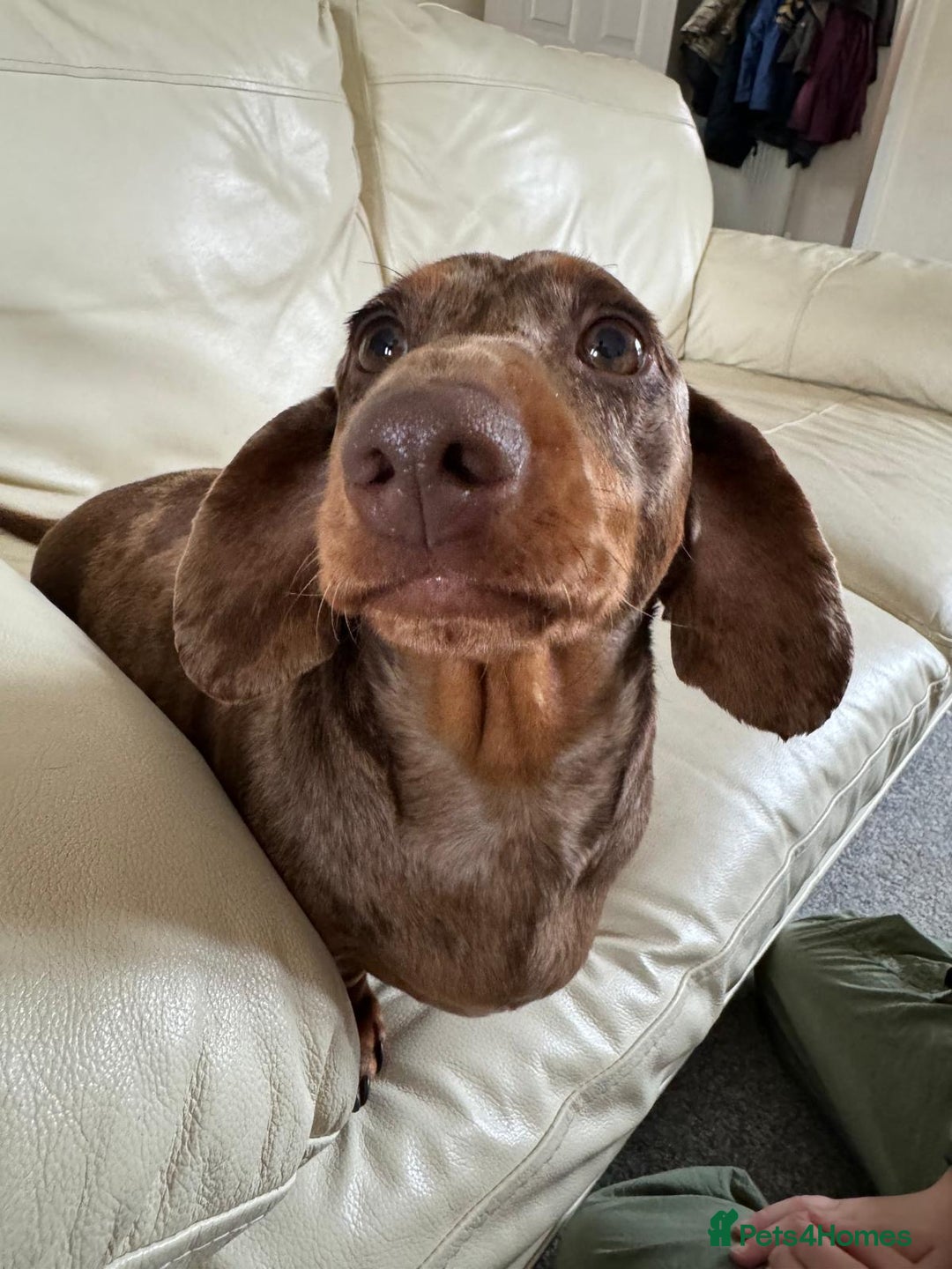 Miniature Dachshund dogs for sale: KC, PRA Clear Miniature Dachshund Puppies - Image 10