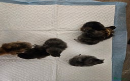 Chickens poultry for sale: Chicks various breeds silkies gold Orpington etc - Image 1