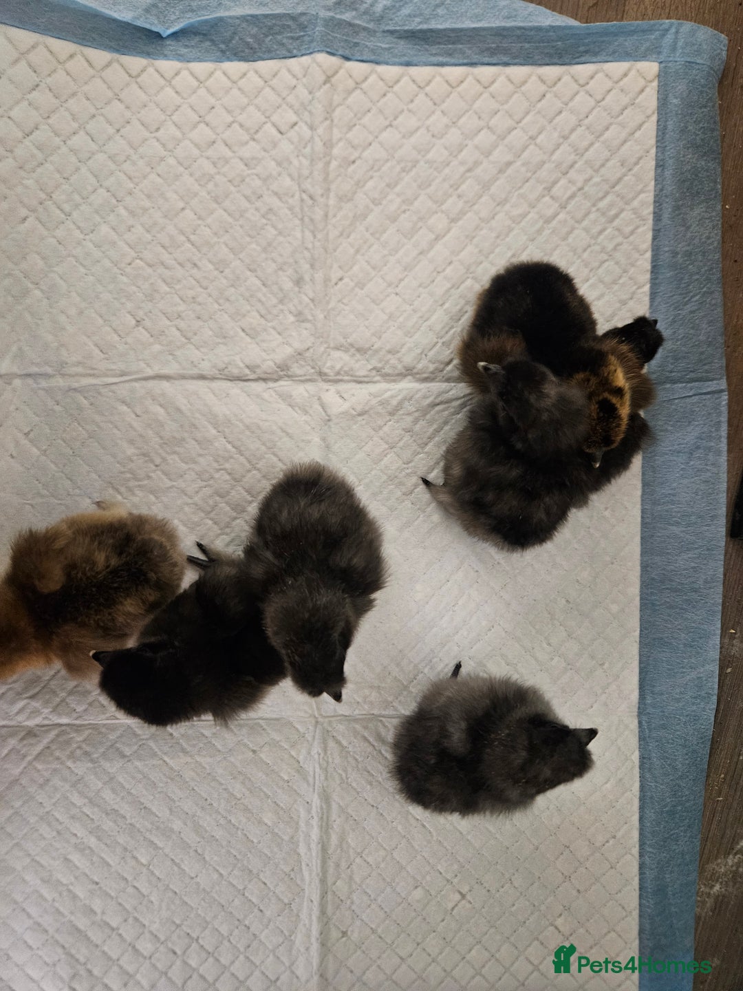 Chickens poultry for sale: Chicks various breeds silkies gold Orpington etc - Image 1