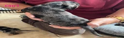 Miniature Dachshund dogs for sale: Beautiful mini dachshund  in Sandy - Advert 12