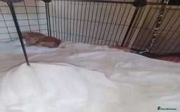 British Shorthair cats for sale: Kittens need lovely home  - Image 6