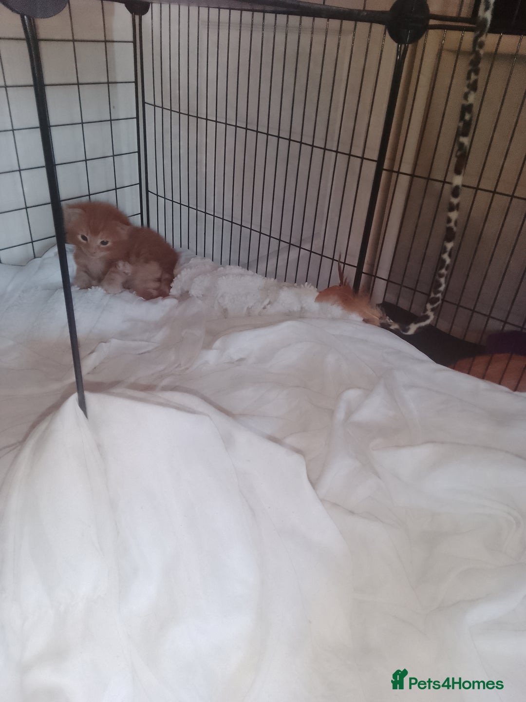British Shorthair cats for sale: Kittens need lovely home  - Image 6