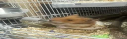 Hamster rodents for sale: 🐹 Male Syrian Hamster + Full Large Habitat 4 cage in Birmingham - Advert 4