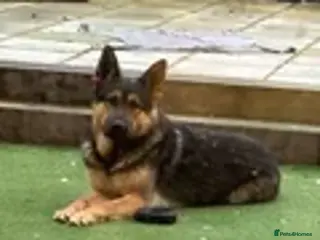Mixed Breed dogs Protection trained GERMAN SHEPARD - Advert 8