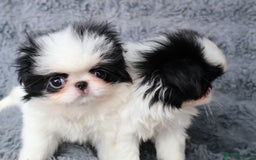 Japanese Chin dogs for sale: female - Image 15