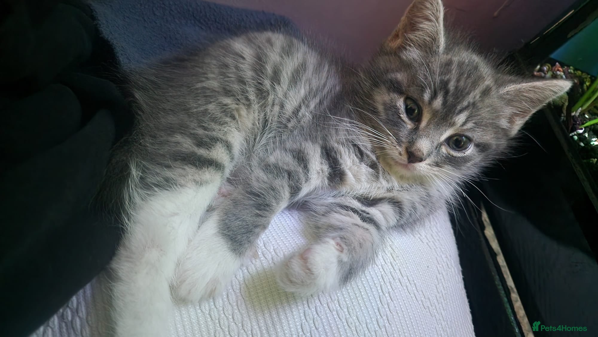 Mixed Breed cats  Kittens for Sale  - Advert 9