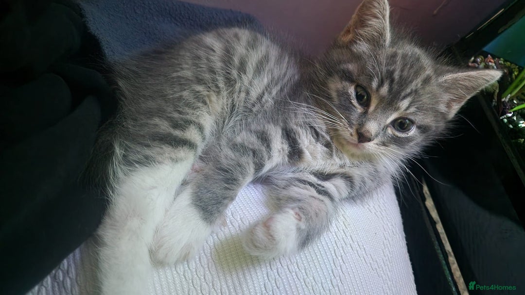 Mixed Breed cats for sale:  Kittens for Sale  - Advert 2