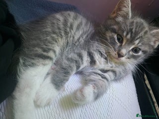 Mixed Breed cats Kittens for Sale - Advert 18