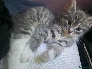 Mixed Breed cats Kittens for Sale - Advert 11