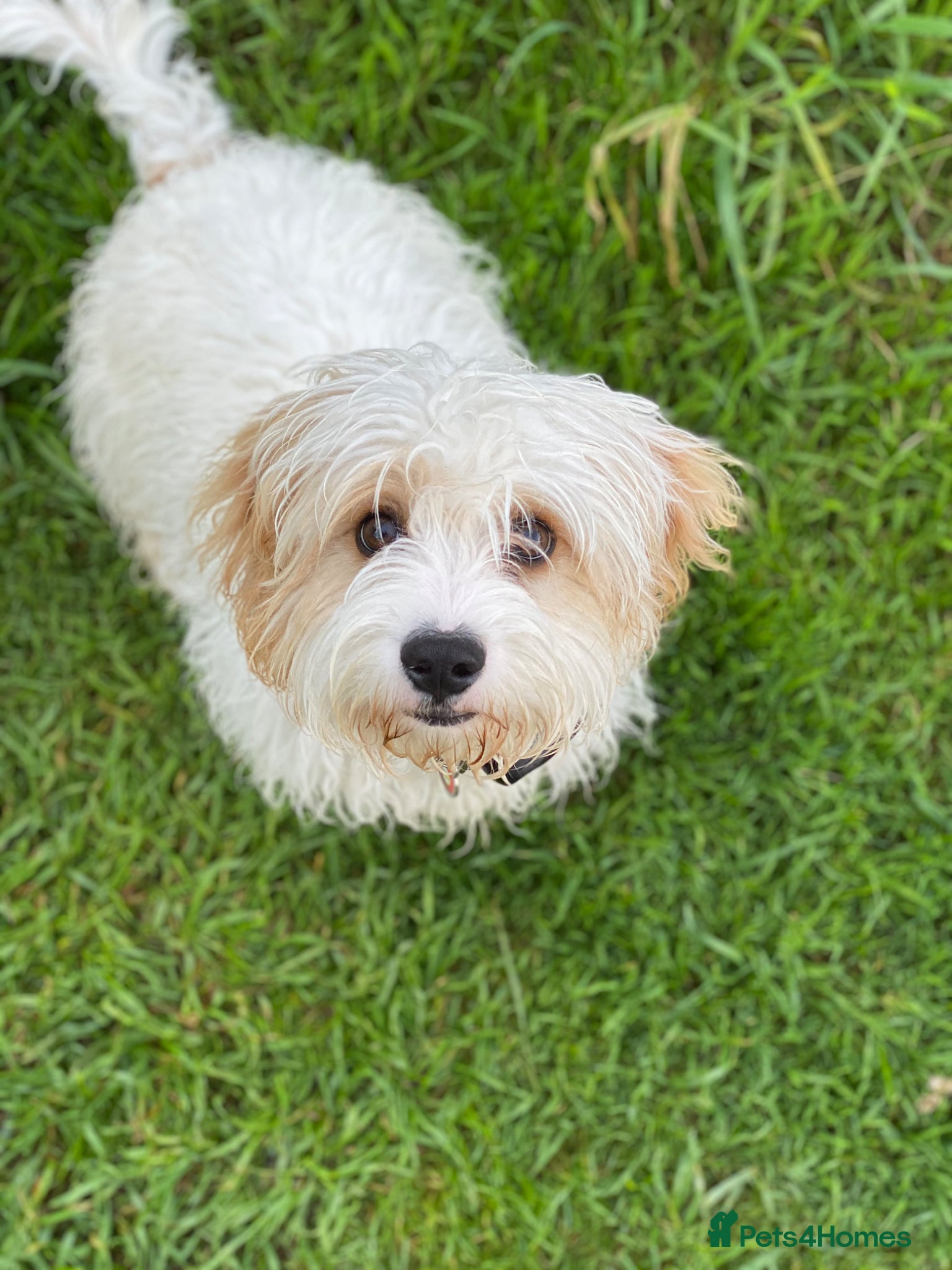 Cavachon dogs for sale: Flash - Cavachon in Taunton - Advert 8