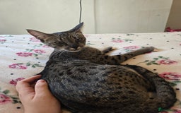 Savannah cats for sale: Beautiful Savannah Girl for 5* home - Image 11