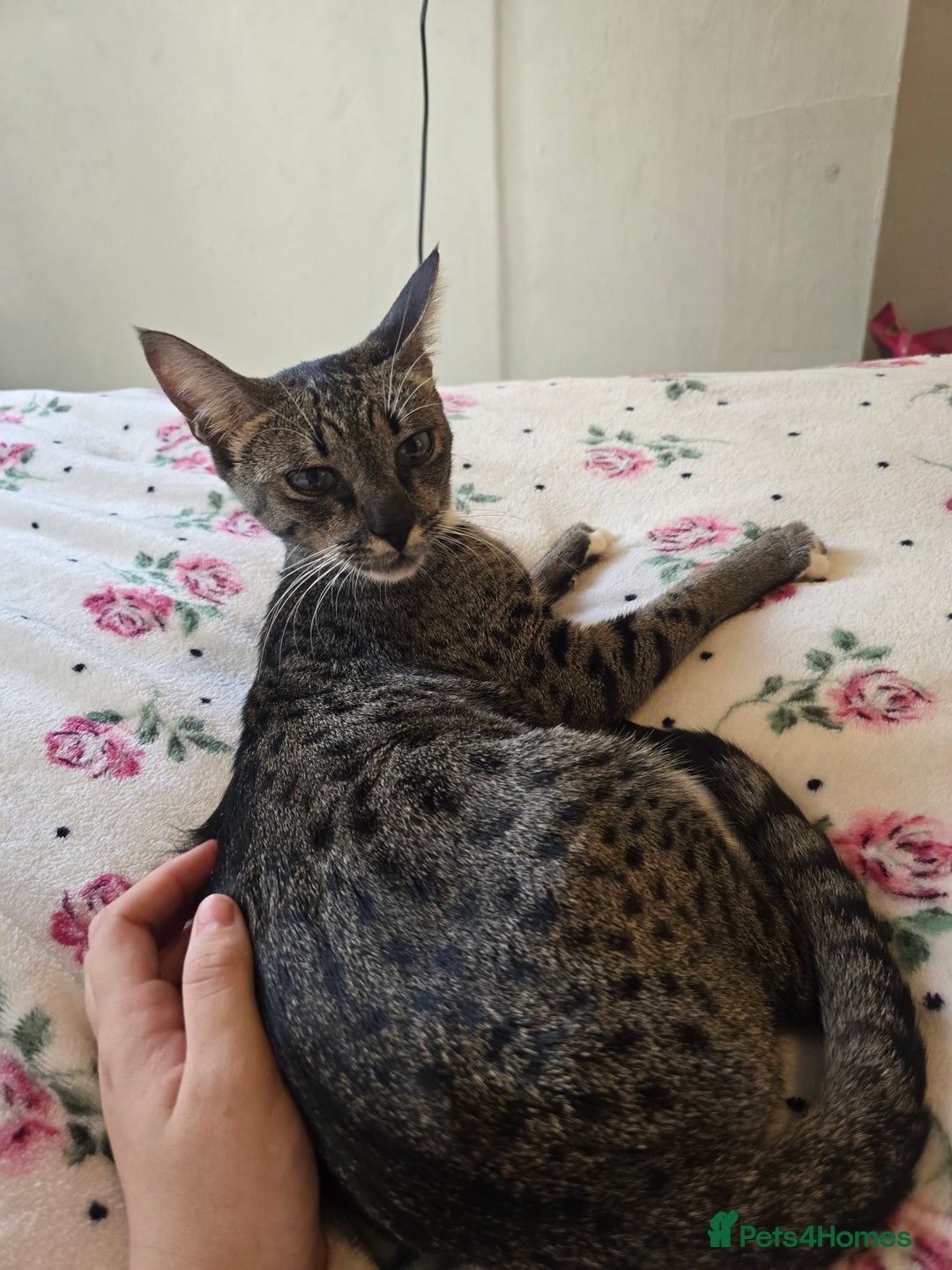 Savannah cats for sale: Beautiful Savannah Girl for 5* home - Image 11