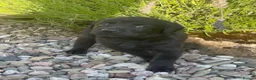 Labrador Retriever dogs for sale: Labrador puppies looking for their new home - Advert 3