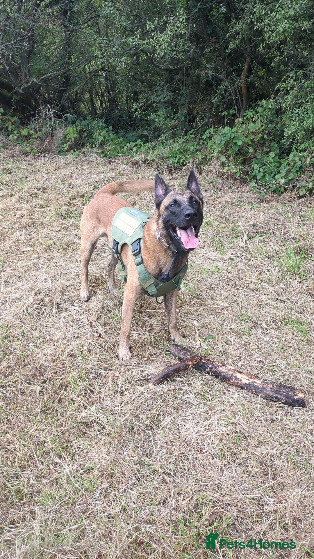 Belgian Shepherd Dog dogs Proven Malinois Stud – Police Service Bloodline - Advert 3