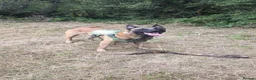 Belgian Shepherd Dog dogs for stud: Proven Malinois Stud – Police Service Bloodline - Advert 1