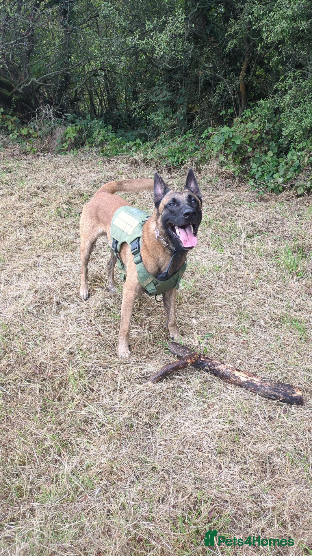 Belgian Shepherd Dog dogs for stud: Proven Malinois Stud – Police Service Bloodline - Advert 1