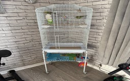 Budgerigars birds for sale: 2 Female Budgies with Cage - Image 2