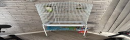 Budgerigars birds for sale: 2 Female Budgies with Cage - Advert 2