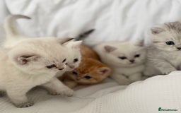 British Shorthair cats for sale: Gold and silver shaded GCCF kittens - Image 3