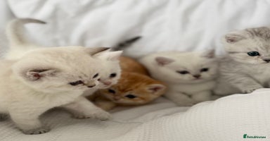 British Shorthair cats - Advert 15