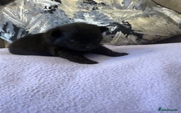 Pomchi dogs for sale: 3/4 Pomeranian  - Image 10