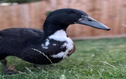 Ducks poultry for sale: Male Indian runner duck  - Image 2