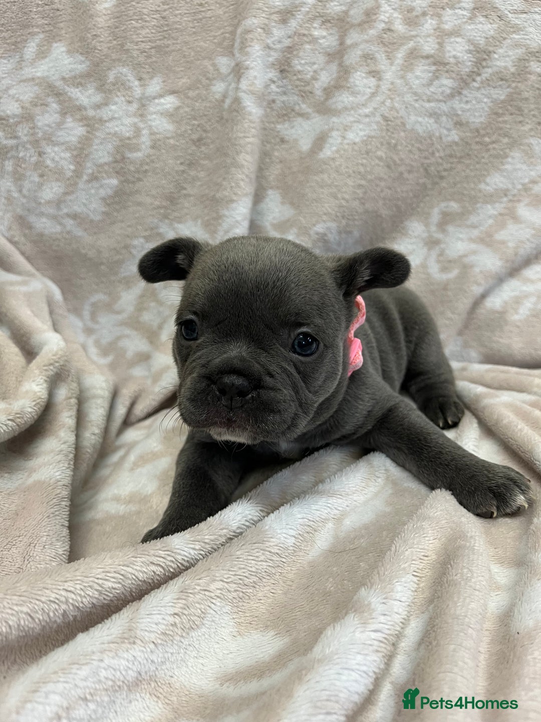 French Bulldog dogs for sale: Lovely Frenchies  - Advert 12