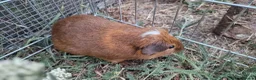 Guinea Pig rodents for sale: £20 for 2 California x male guinea pigs  - Advert 17