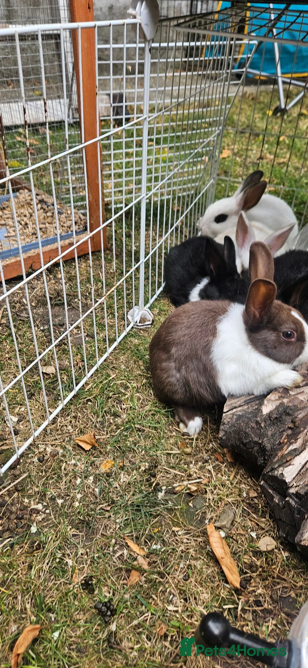 Mixed Breed rabbits for sale: They are friendly 🥰 - Advert 1