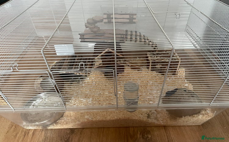 Gerbil rodents - Advert 1