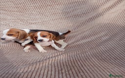 Beagle dogs for sale: Beagle puppy  - Image 5