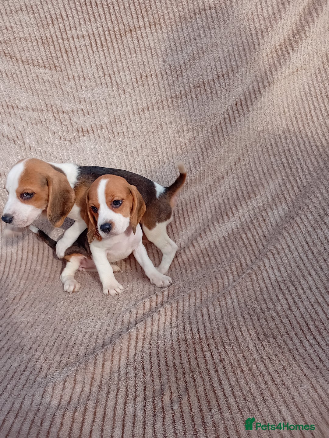 Beagle dogs for sale: Beagle puppy  - Image 5