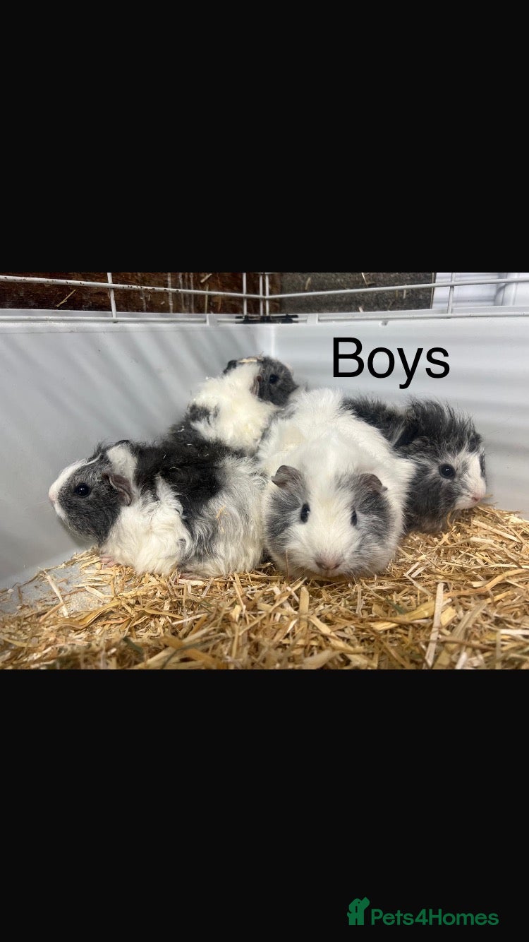 Guinea Pig rodents Gorgeous Guinea Pigs - Advert 1