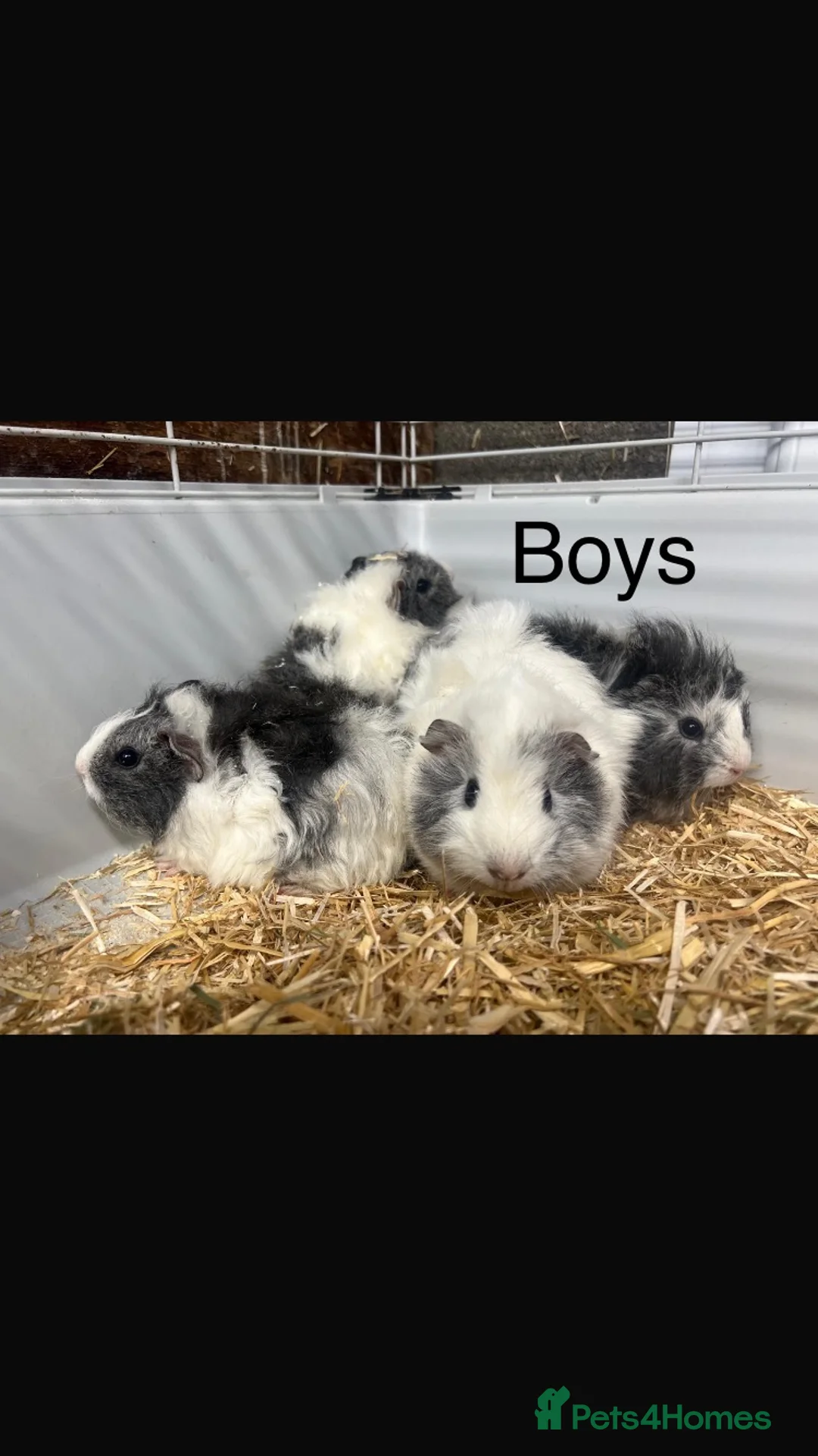 Guinea Pig rodents for sale: Gorgeous Guinea Pigs - Advert 1
