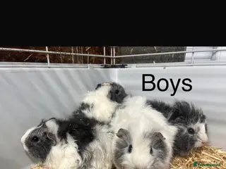 Guinea Pig rodents Gorgeous Guinea Pigs - Advert 9
