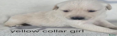 Goldador 8
