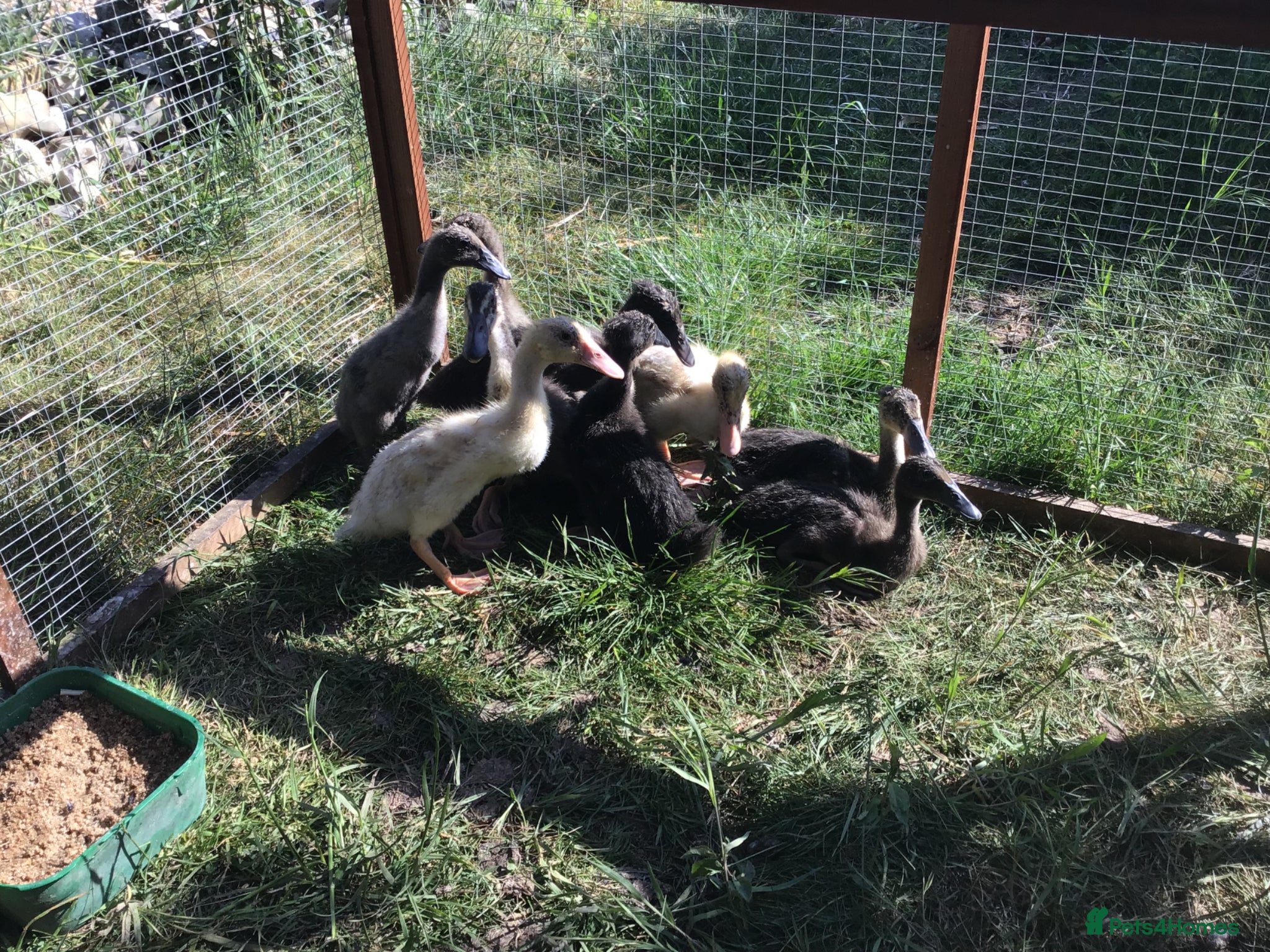 Ducks poultry Indian runner ducklings - Advert 7