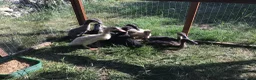 Ducks poultry for sale: Indian runner ducklings - Advert 1