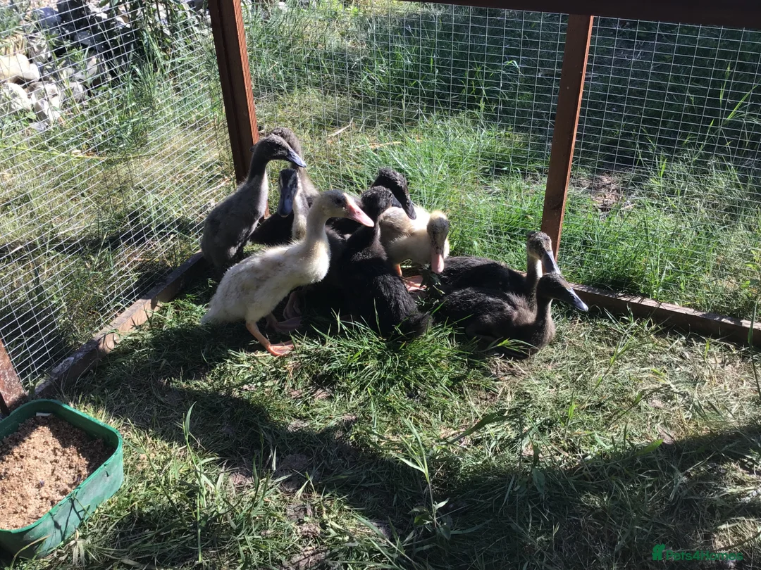 Ducks poultry for sale: Indian runner ducklings - Advert 1