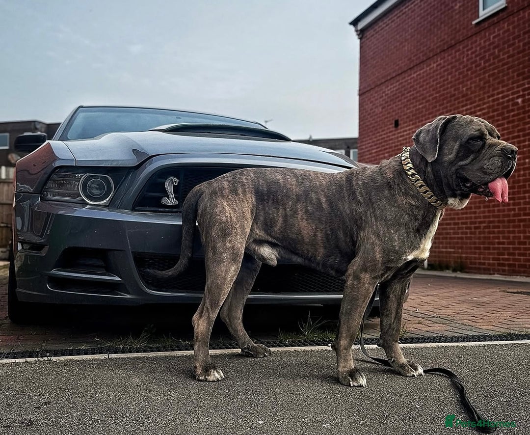 Cane Corso dogs for sale: Cane corso  - Advert 5