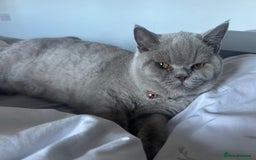 British Shorthair cats for sale: British short hair ( Lilac Male)  - Image 2