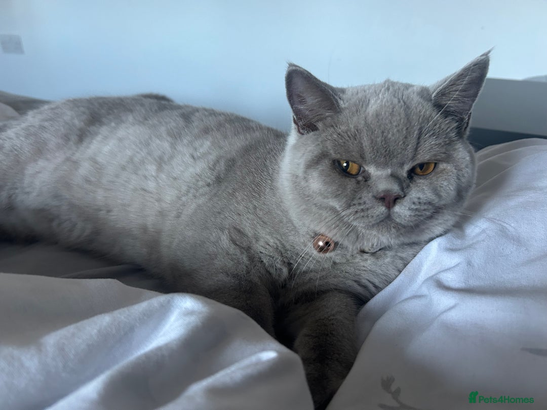 British Shorthair cats for sale: British short hair ( Lilac Male)  - Image 2