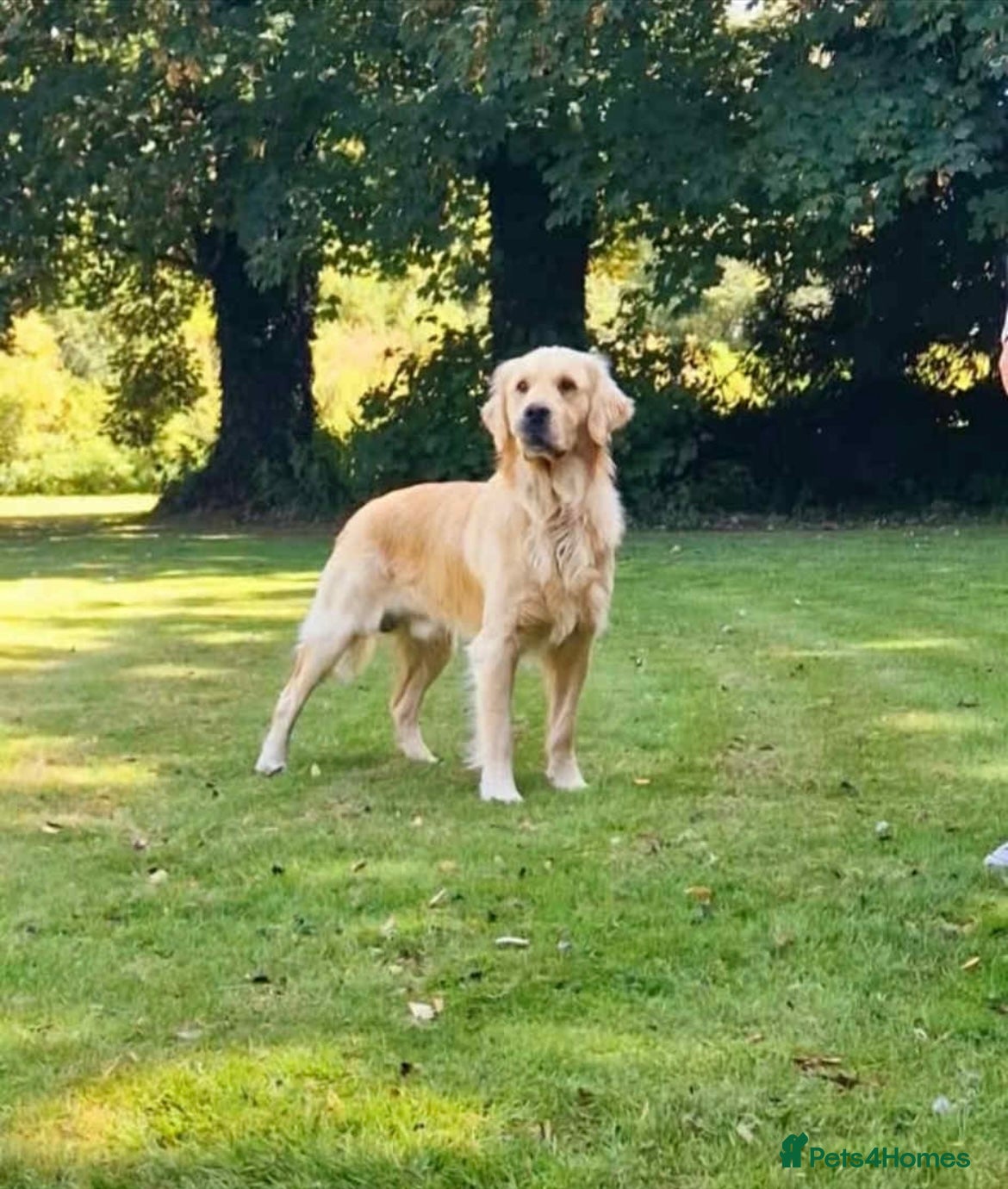 Golden Retriever dogs 2 year old kc registered male  - Advert 6