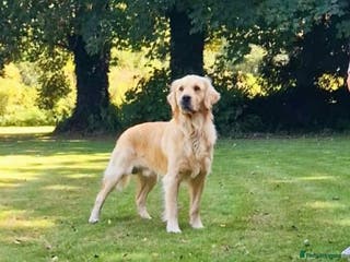 Golden Retriever dogs 2 year old kc registered male - Advert 6