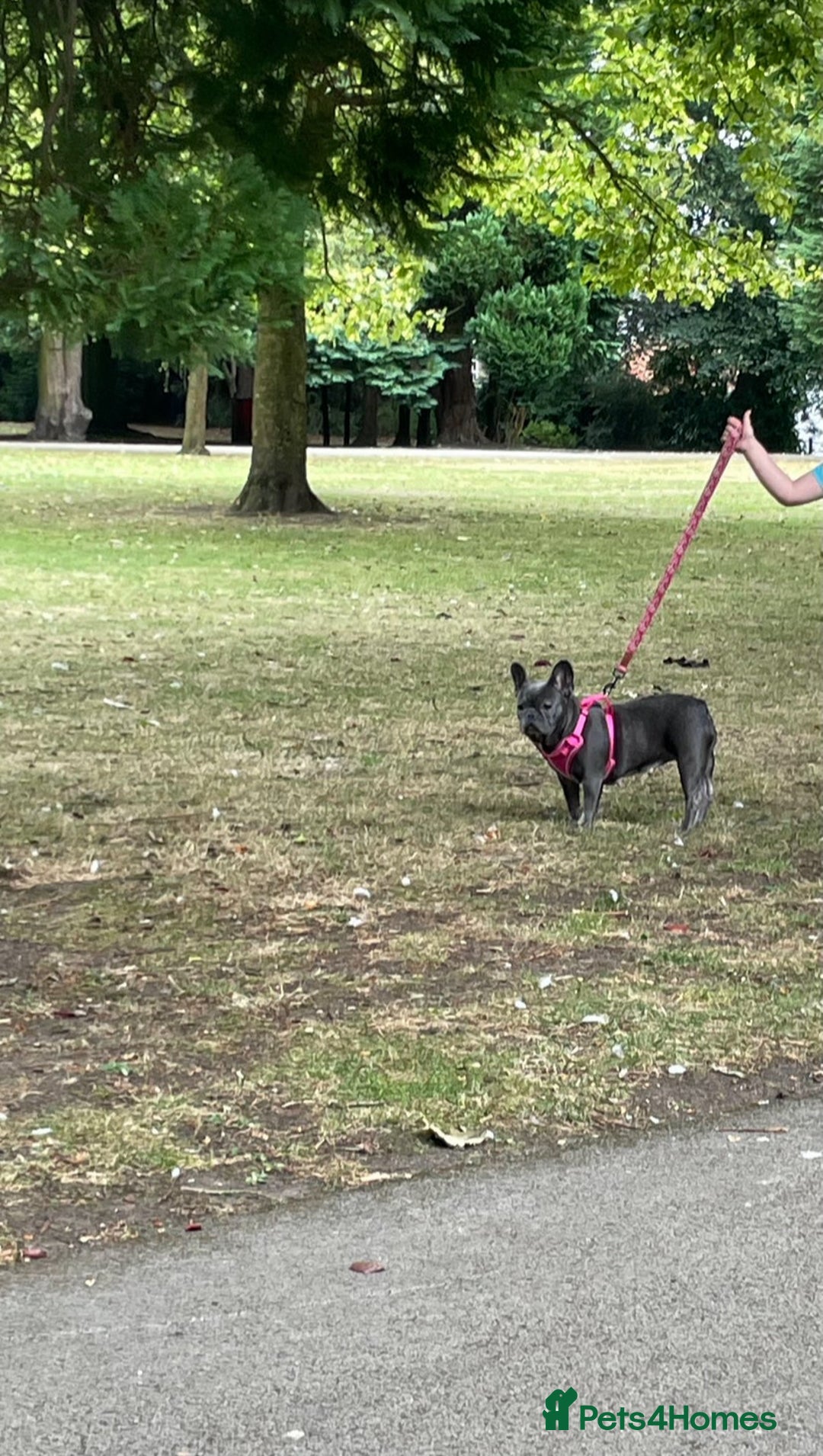 French Bulldog dogs for sale: French Bulldog  - Advert 2